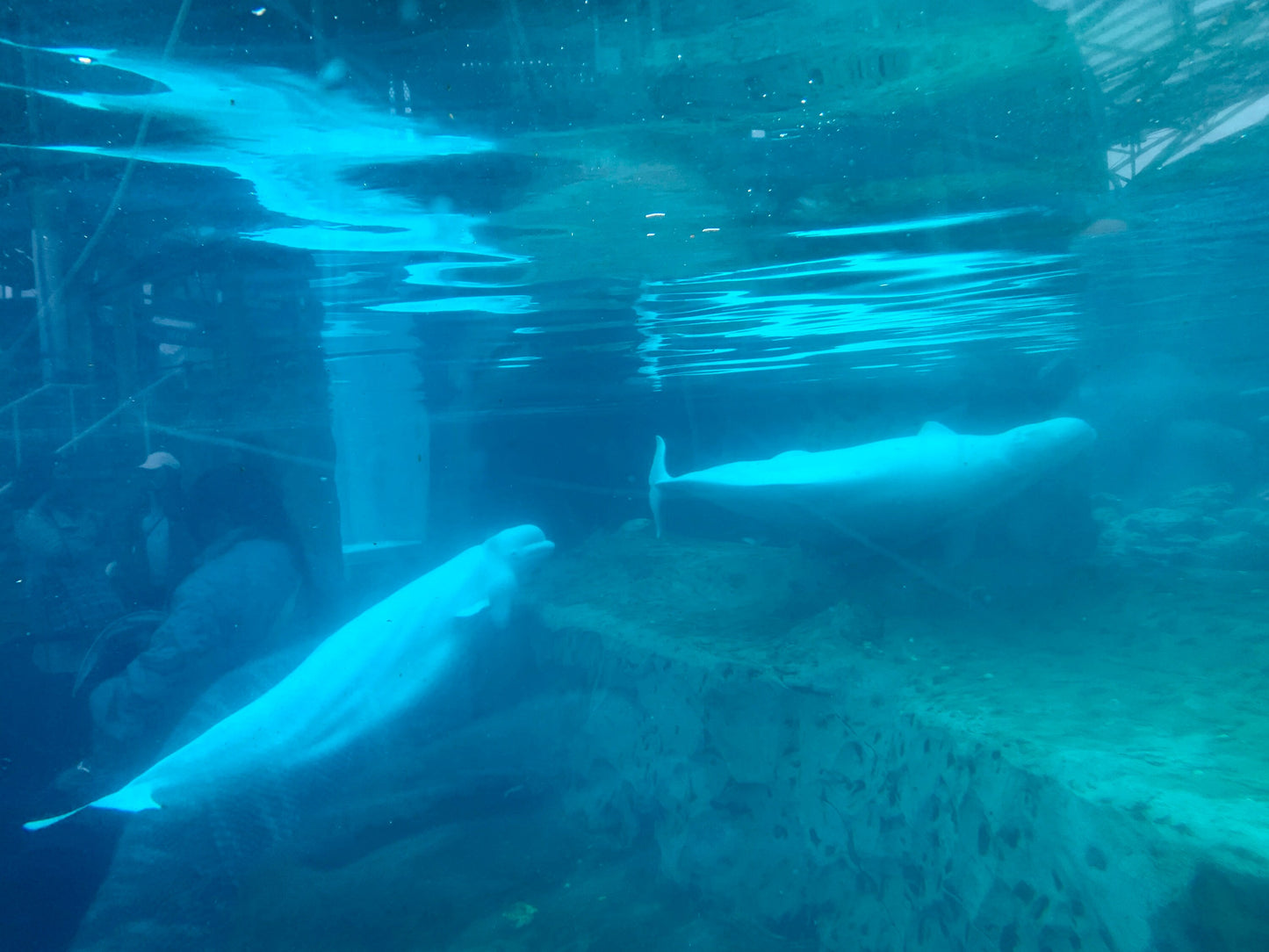 Belugas whale
