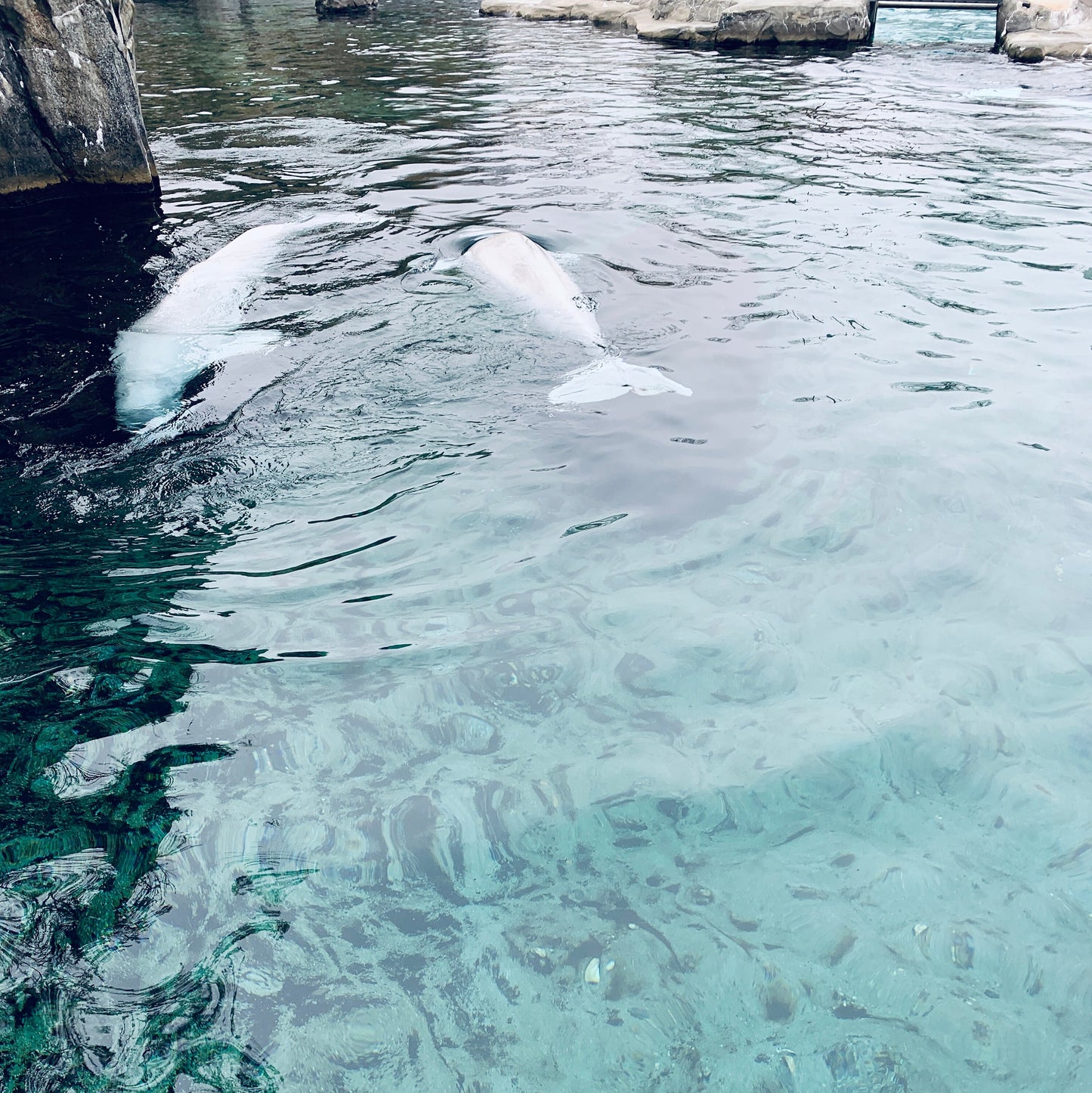 Belugas whale