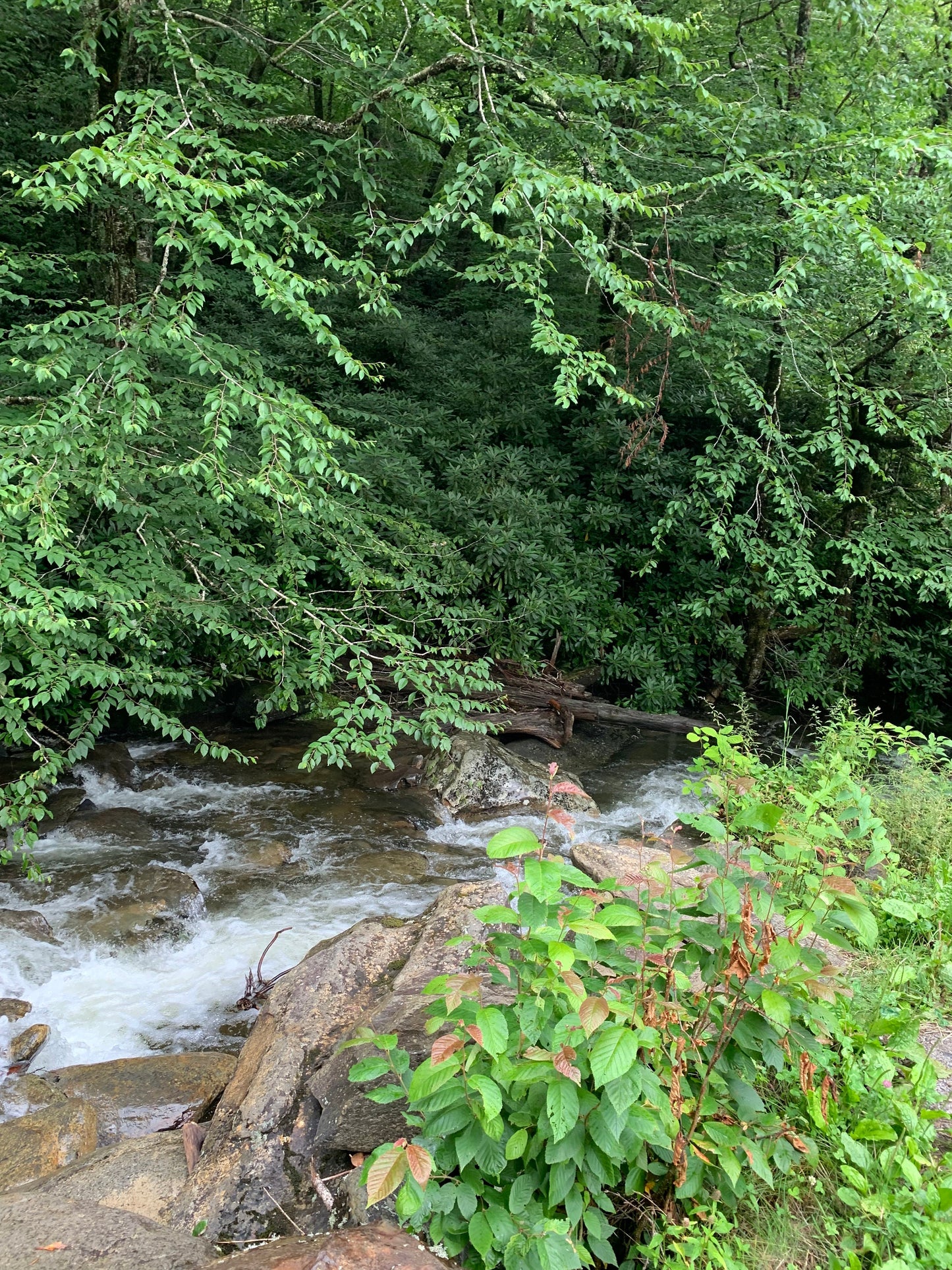 Stream in the Smokey mountain national park.