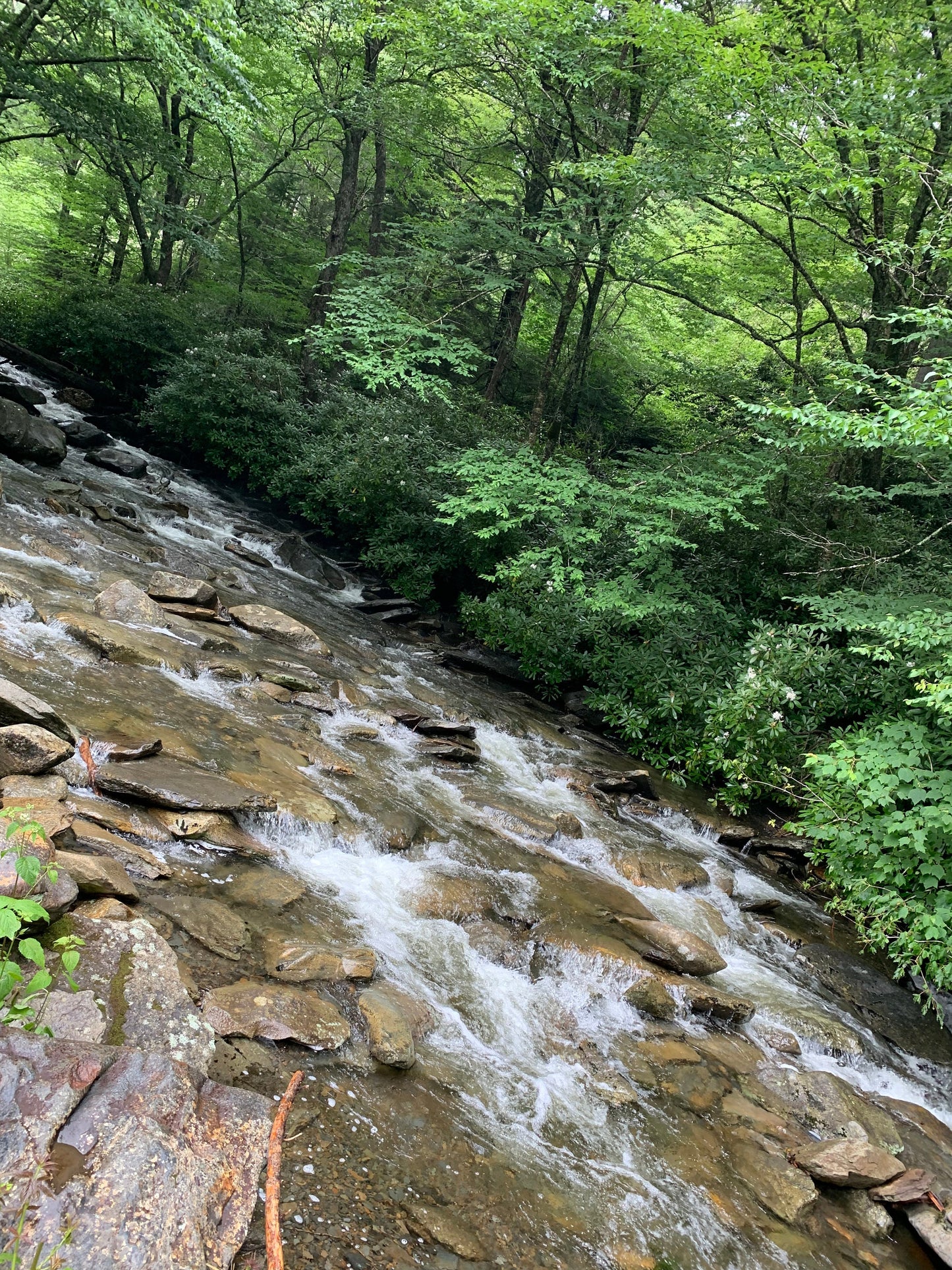 Stream in the Smokey mountains.