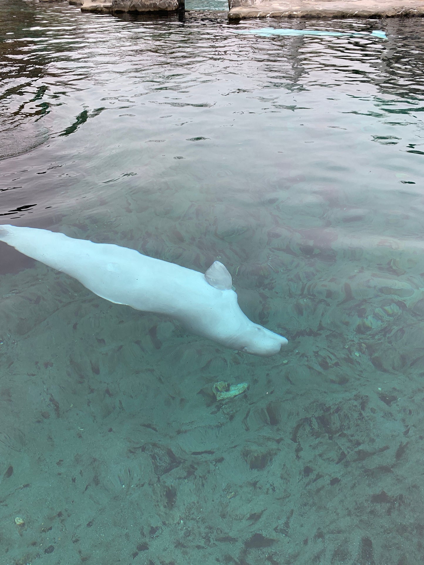 Belugas whale