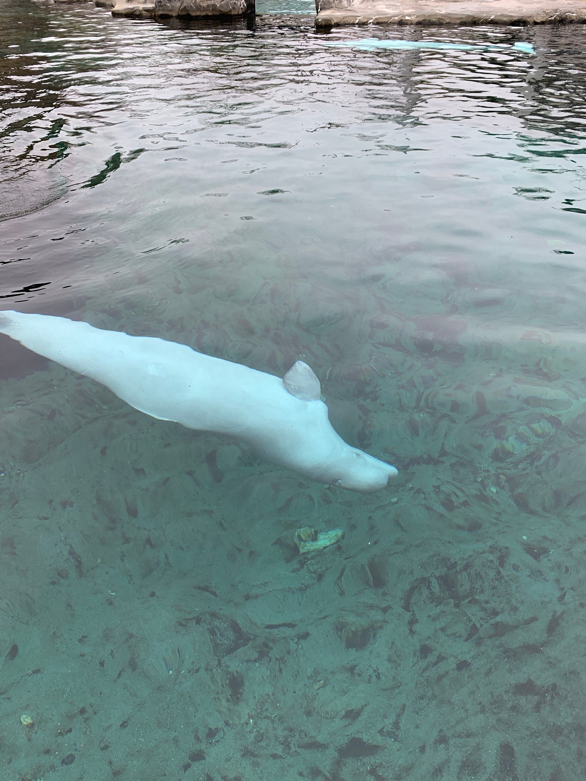 Belugas whale
