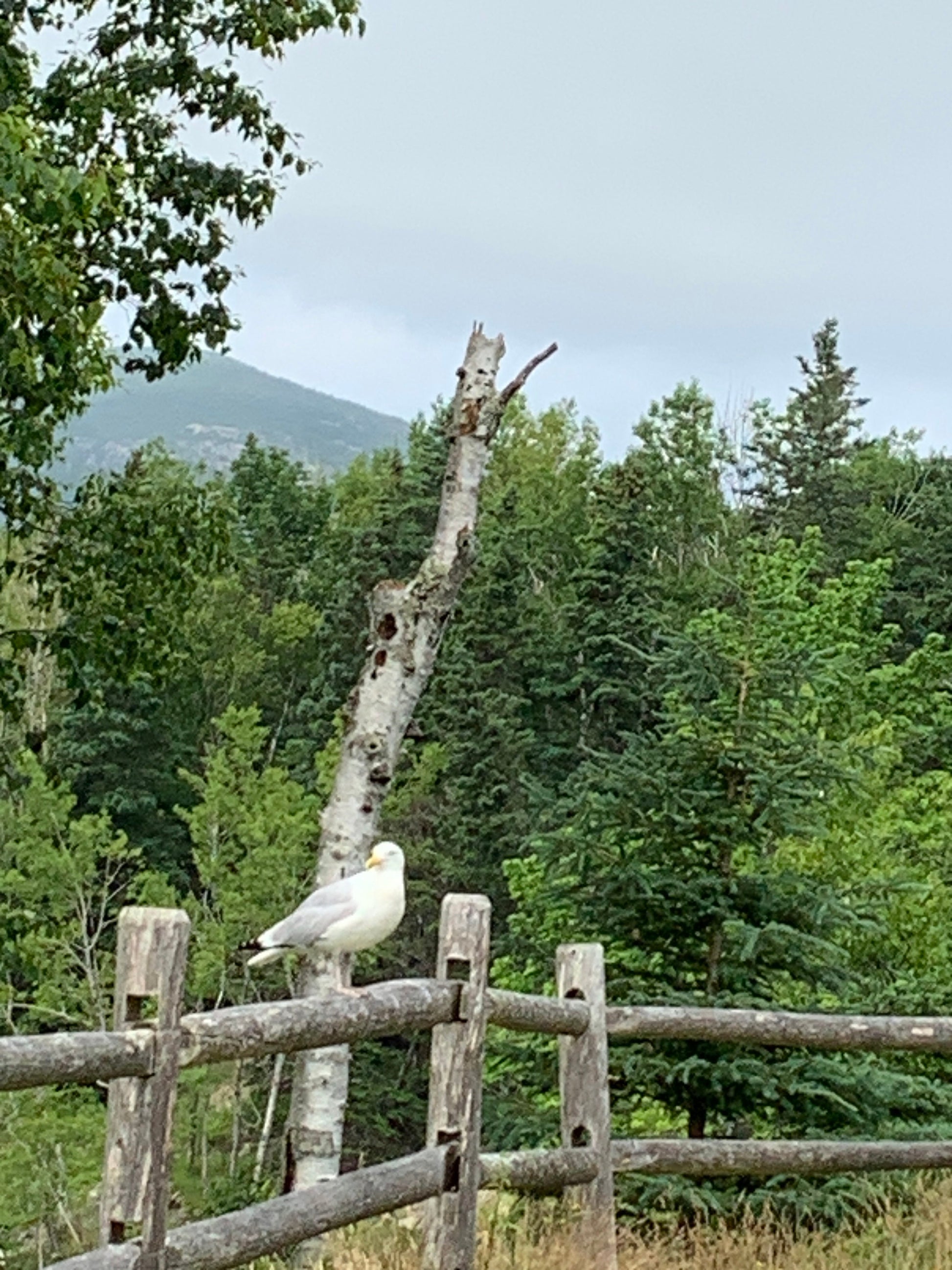 Acadia national park.