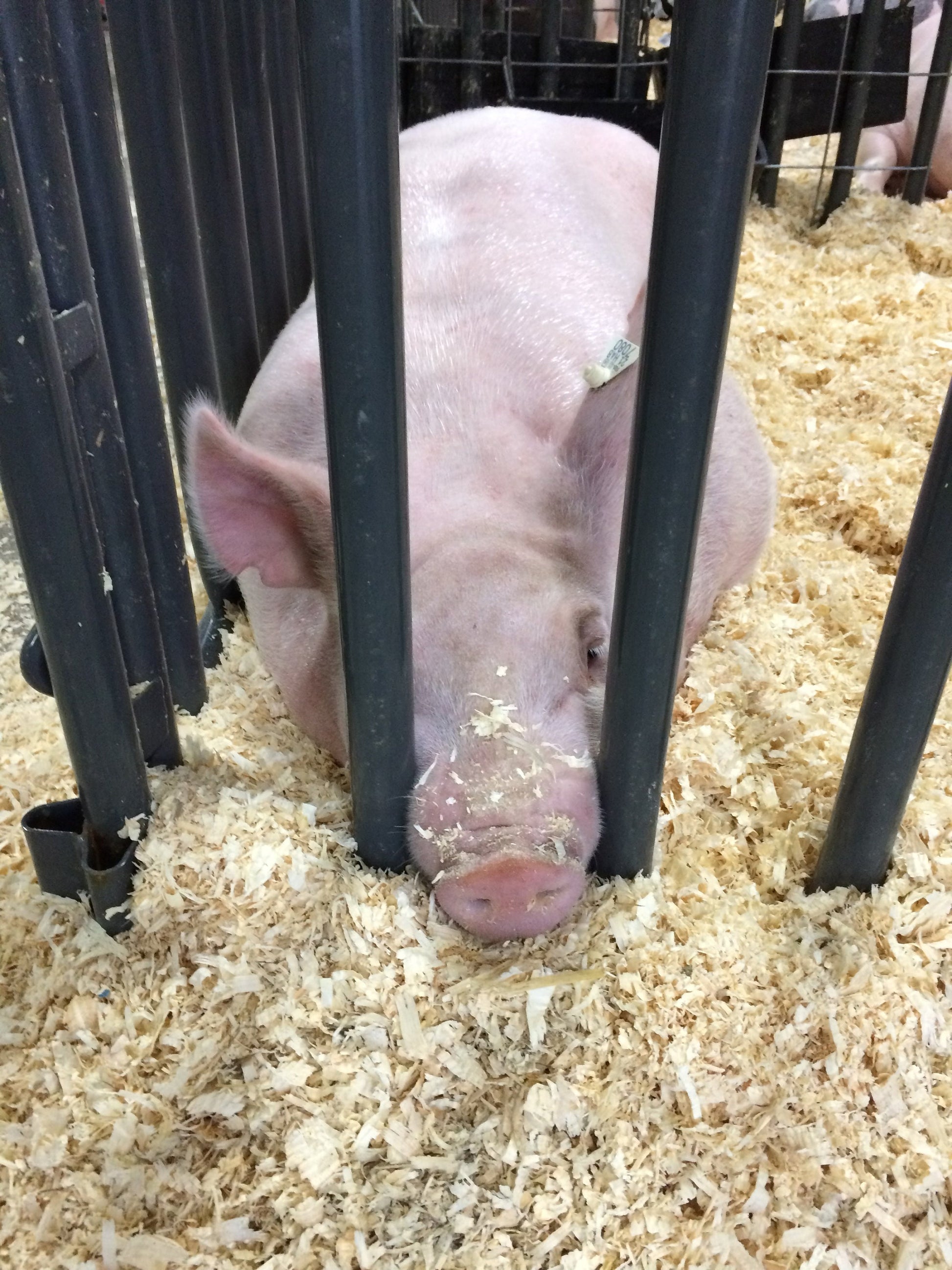Mama pig