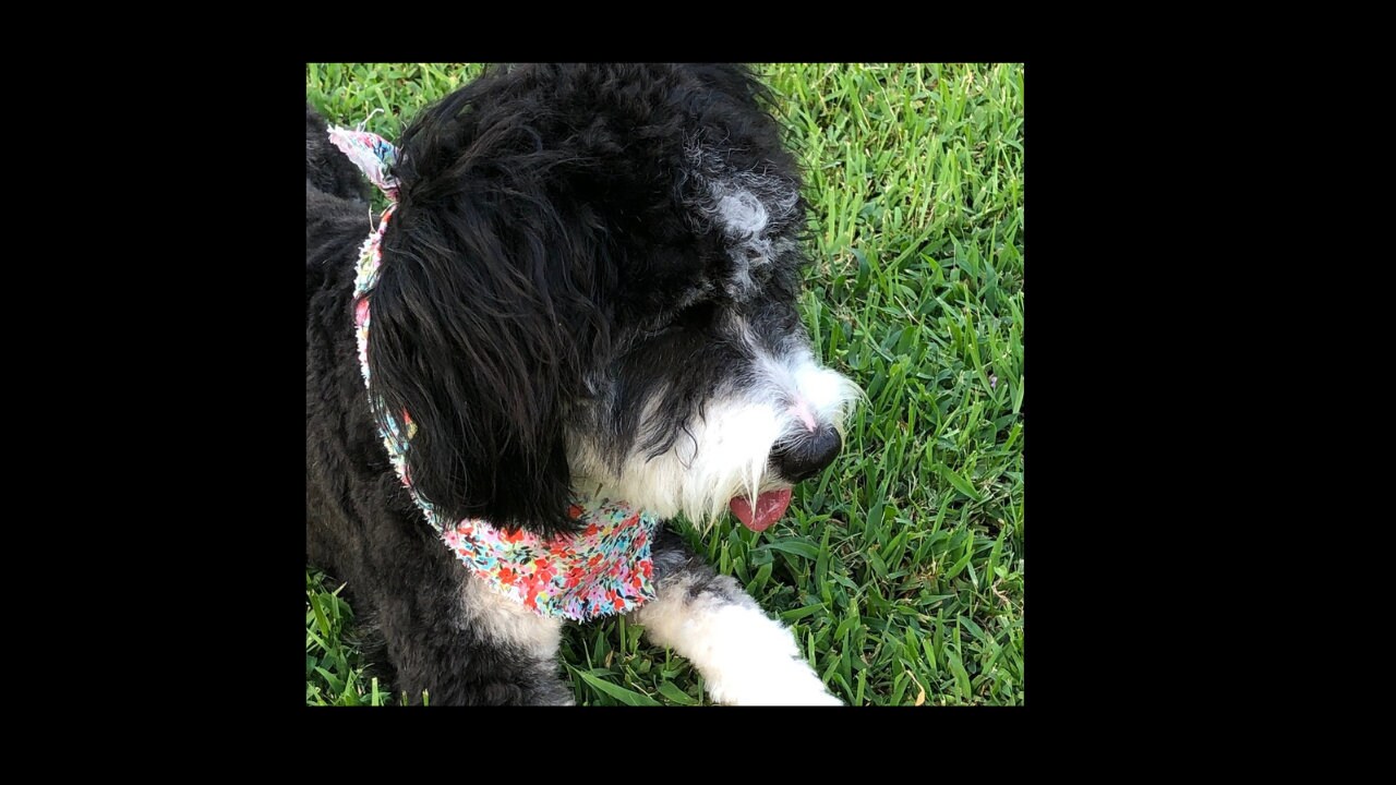 mini Bernadoodle thumbnail