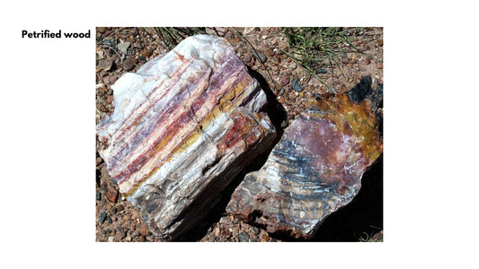 Petrified wood thumbnail