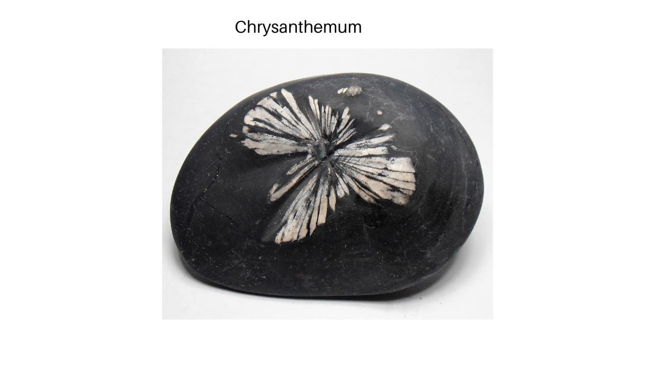 Chrysanthemum stone thumbnail