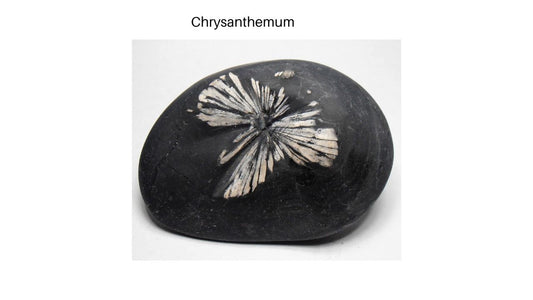 Chrysanthemum stone thumbnail