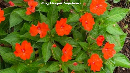 Red flowers thumbnail