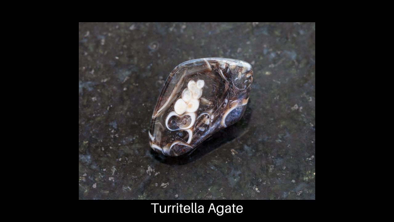 Turritella Agate Thumbnail