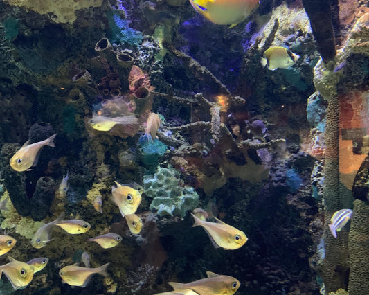 Tropical fish poster 20x16 in