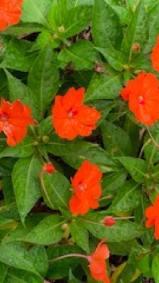 Cell phone wallpaper