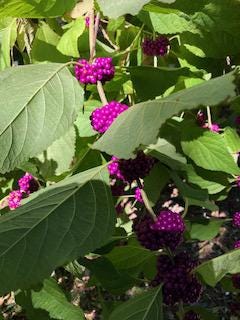 American Beauty Berry thumbnail