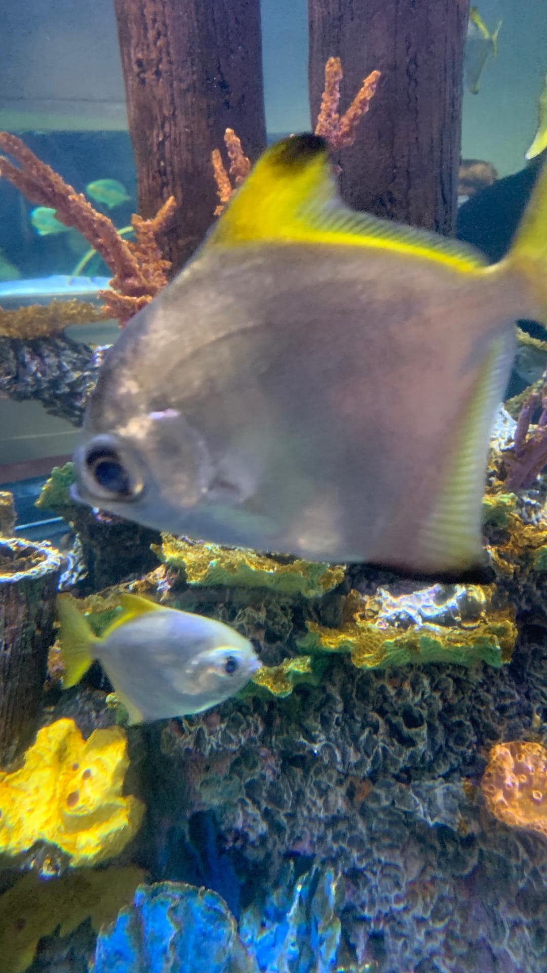 Tropical fish phone wallpaper