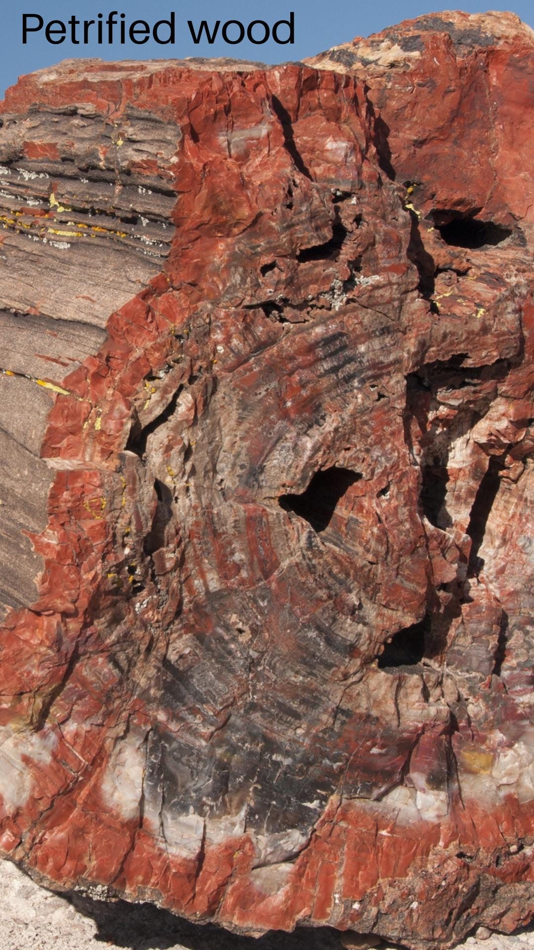 Petrified wood cell phone wallpaper