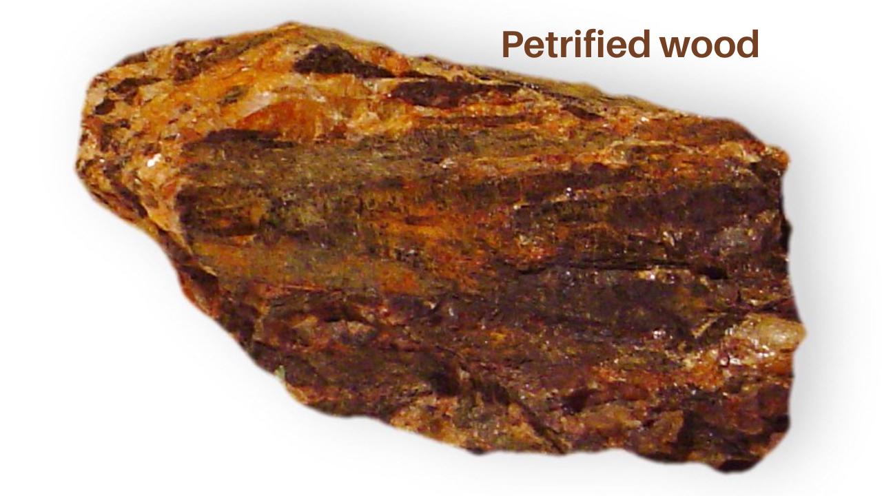 Petrified wood thumbnail