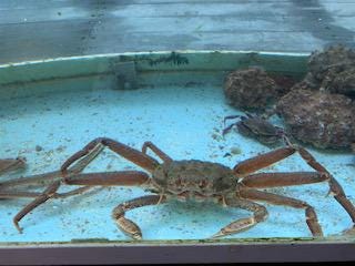Crabs from Alaska