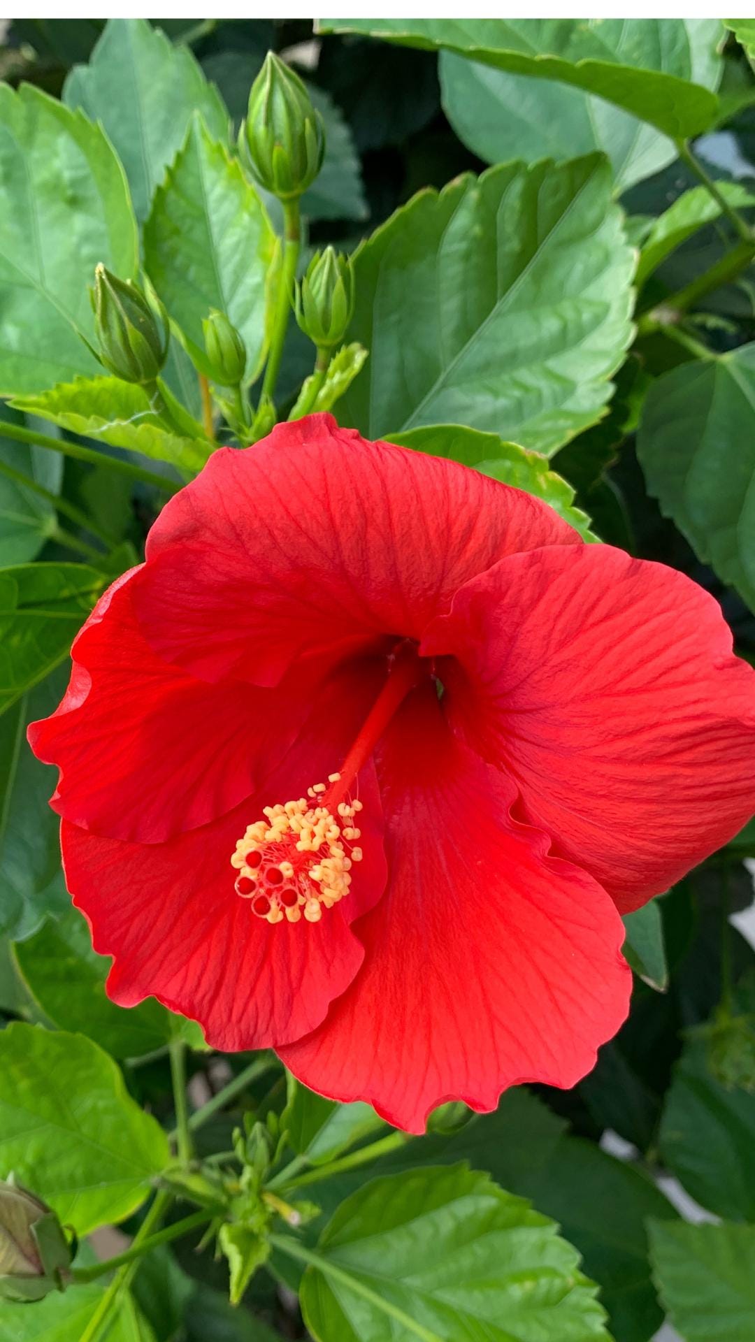 Cell phone wallpaper