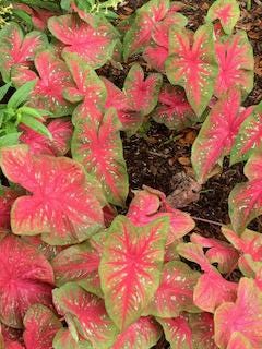 Beautiful pictures of plants