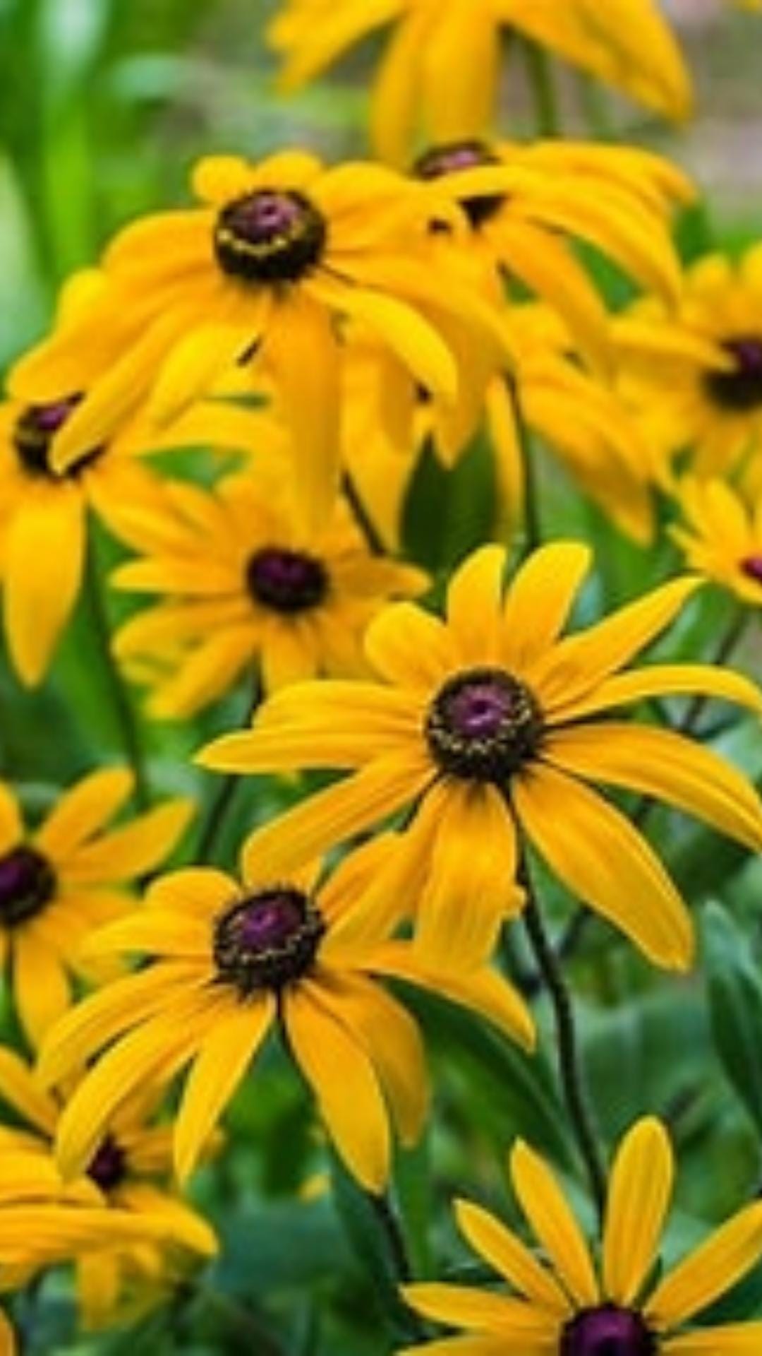 Cell phone wallpaper