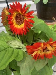 Beautiful Red flowers