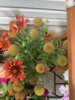 Beautiful Red flowers