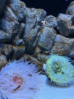 Sea Urchin picture