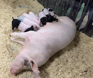 Mama and piglet printable landscape