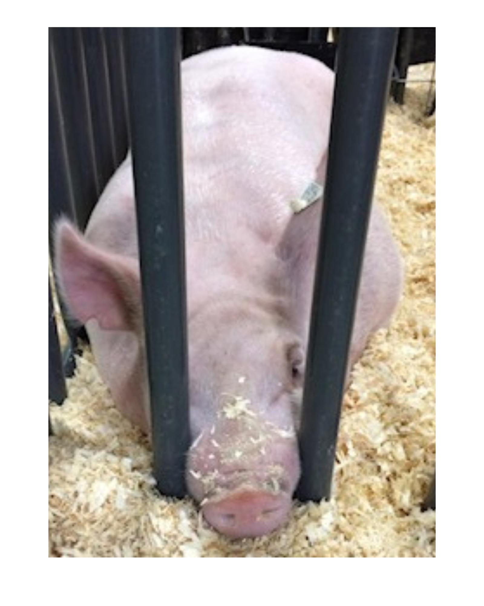 Mama and piglet printable landscape