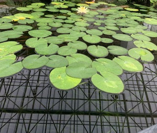 Orange, Pink, Red flower, lily, lily pod, Perilla,  Heart of Jesus, Coleus plant, thumbnail