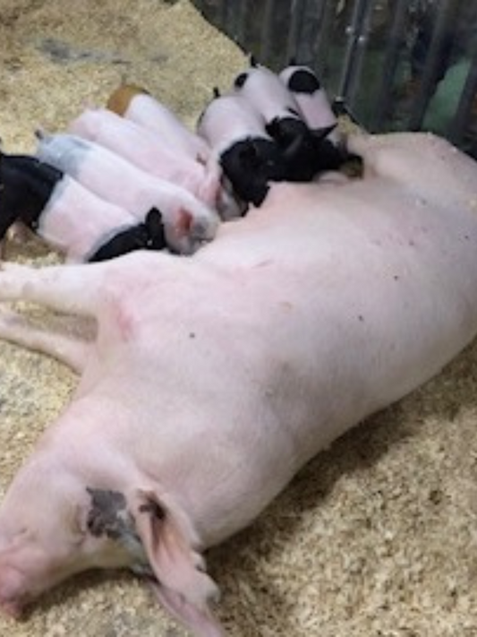 Pictures of different animals