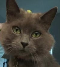 Grey and orange Cat Pictures