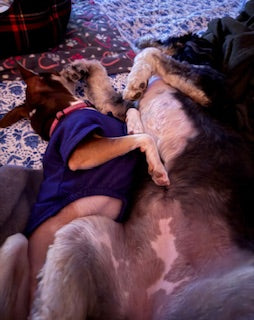 Pictures of different animals