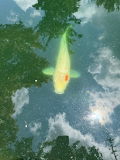 Koi fish bearers of good fortune and positive energy pictures